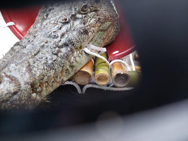 圖2、獸醫師檢查鱷魚品種、體態確認為河口鱷。