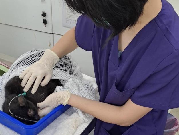 圖2.動物之家人員透過動物醫事助理訓練課程提供收容動物更完善的照護