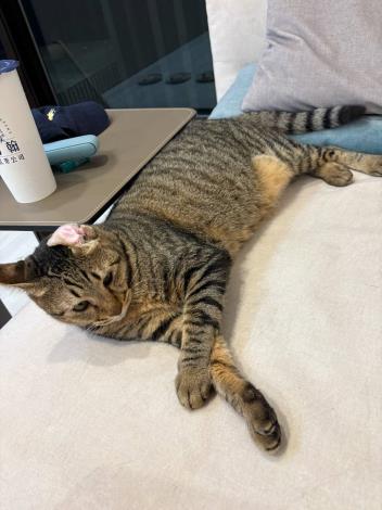 圖1、曾經被拋棄的「帝寶」透過「TAS浪愛滿屋」計畫找到新家。