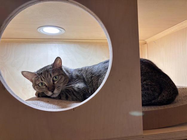 圖2、貓咪「里美」還在「貓踏踏貓旅社」等待被認養。