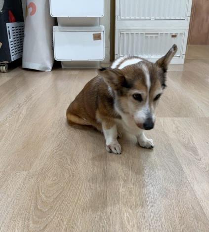 圖2、涉案柯基犬於今(12)日已由動保處送往動物醫院安置。