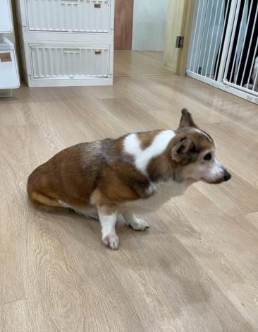 圖1、涉案柯基犬於今(12)日已由動保處送往動物醫院安置。