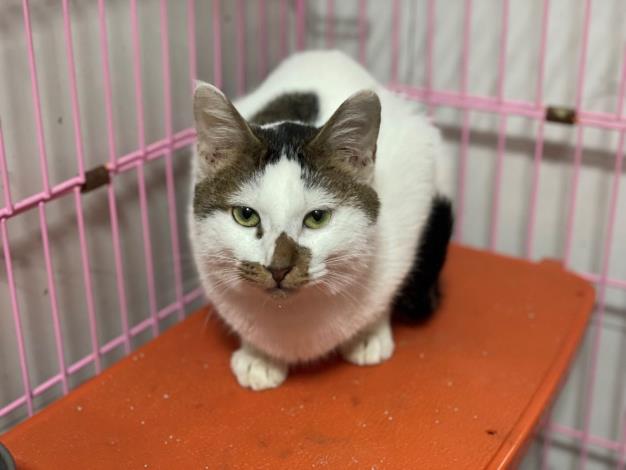 圖2、114年8月16日緊急安置之白底虎斑貓(年齡：1-3歲，收容編號114121602)