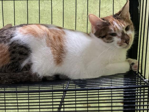 圖1、114年8月16日緊急安置之三花貓(年齡：6-7個月，收容編號114121601)