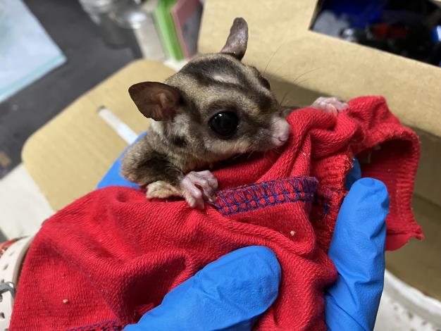 圖4.動保處執行非犬貓動物救援服務