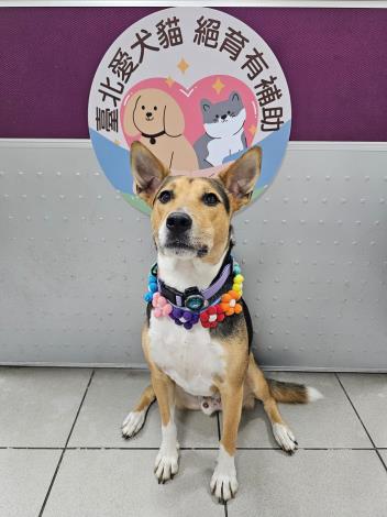 圖1.臺北市家犬貓絕育補助延長受理至114年12月31日止