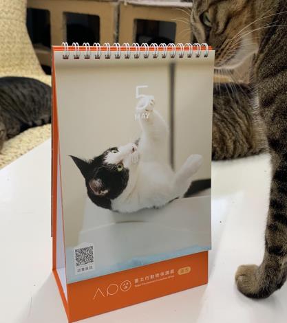 圖2、5月份主角黑白毛混種貓「Goya」在本市動物之家等待大家給牠一個溫暖的家。