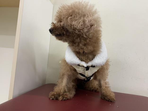 圖4、認養14歲貴賓狗「MINI」奶奶即可獲得新衣一同到新家過年。