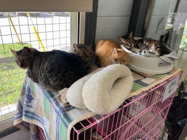 圖2、臺北市動物之家因應低溫氣候增加貓舍睡墊及毛毯加強保暖。