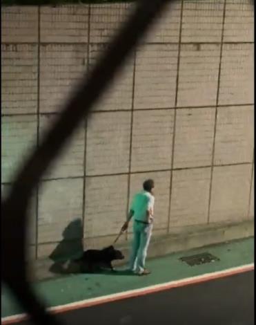 圖1、路過犬隻亦受到驚嚇，不敢走過去。