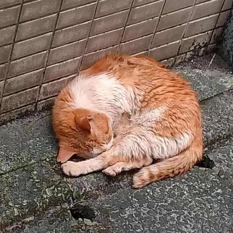 圖2、街貓Lucky曾經流浪露宿街頭_0