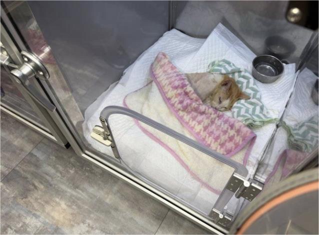 圖3、年老的街貓Lucky已無法自主在戶外生活，因癱瘓送至醫院治療_0