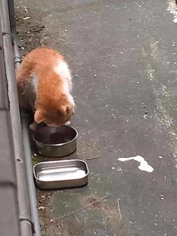 圖1、街貓Lucky日前由動物照護員照顧並觀察健康情形_0
