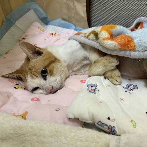 圖4、Lucky出院後在TNR協會設立的「長照貓房」安養照護_0