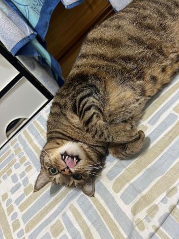 圖二、文山區社區大學在春季班提供貓奴專屬毛孩學院課程