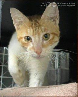 圖2、親人的小雞會主動靠近撒嬌。