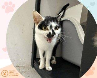 圖3、愛呼嚕的花娜。