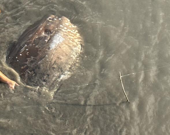 圖1、翻車魚受困於泥中