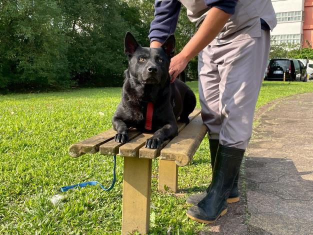 圖2、犬隻「來福」眼神清澈，安穩陪伴在照護員身旁。
