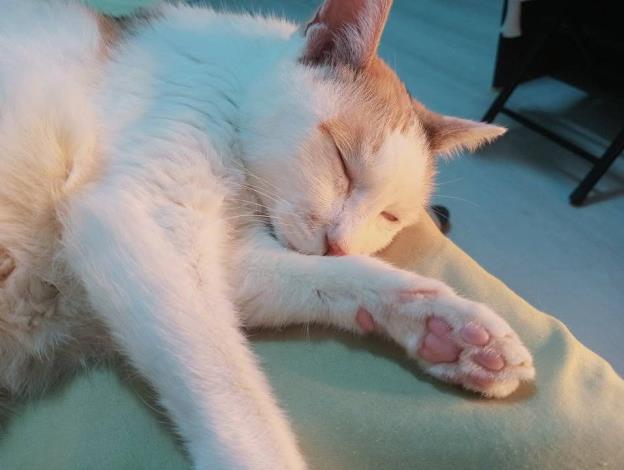 圖1、「咪寶」已經在新家過著幸福的日子。