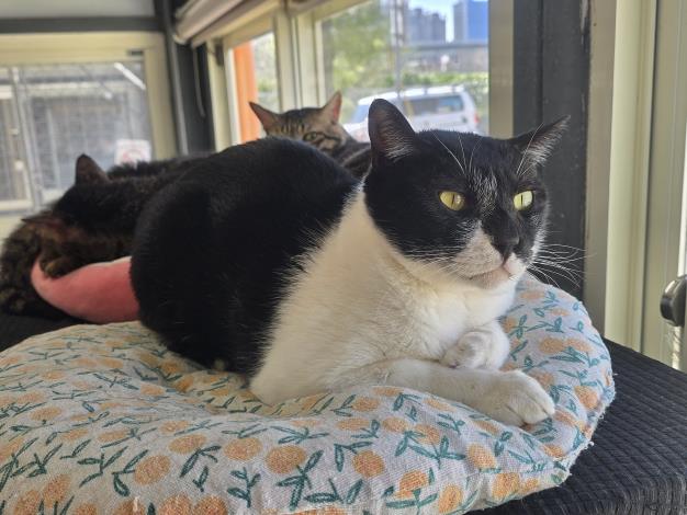 圖2、動物之家收容多隻救援或拾獲的毛孩尚待認領養