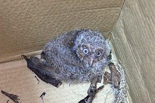圖1、被救援的領角鴞幼鳥。