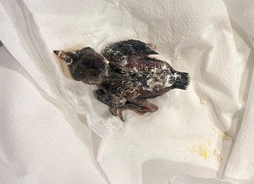 圖4、掉落的燕子幼鳥。