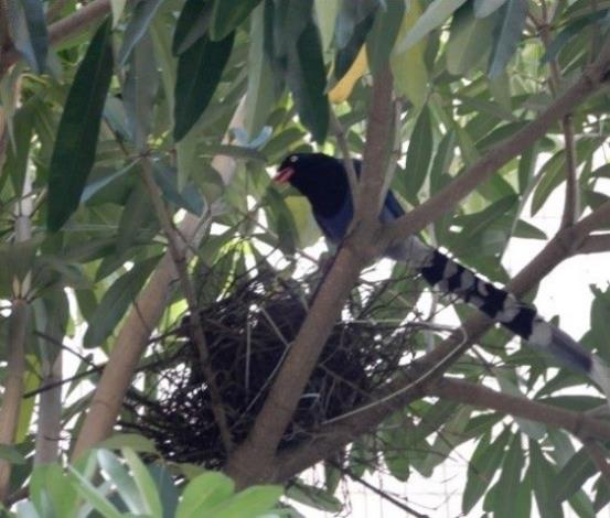 圖3. 臺灣藍鵲親鳥多在巢穴旁守護幼鳥