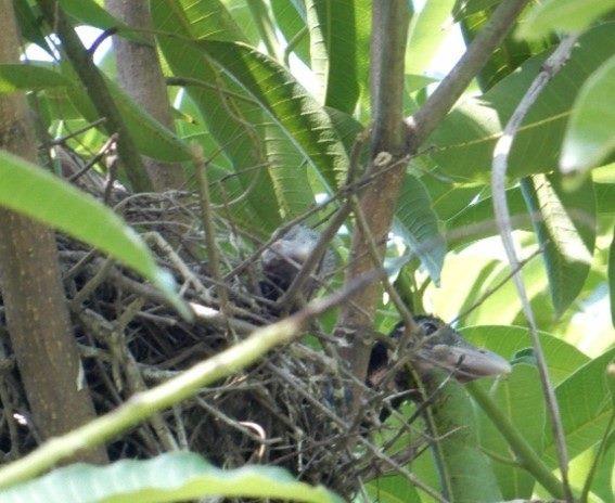 圖1. 臺灣藍鵲雛鳥及鳥巢多在樹梢的位置