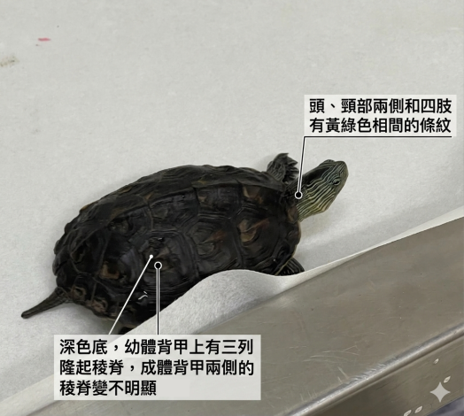 圖3、斑龜頭頸的黃綠相間條紋是主要特徵