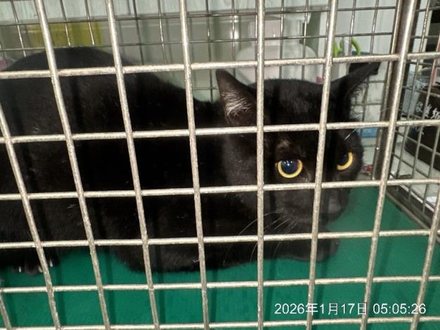 202600602(202600598)