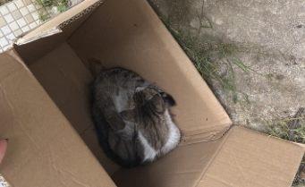 救援編號 202601083