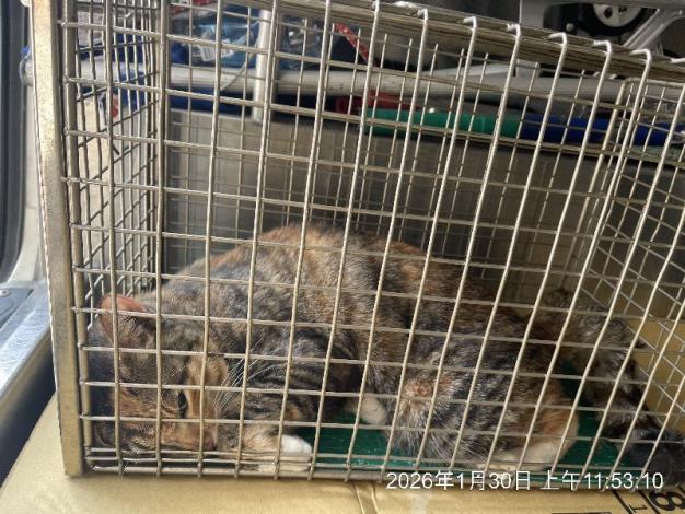 救援編號 202601072