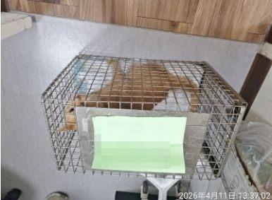202603947(202603933)_動物照