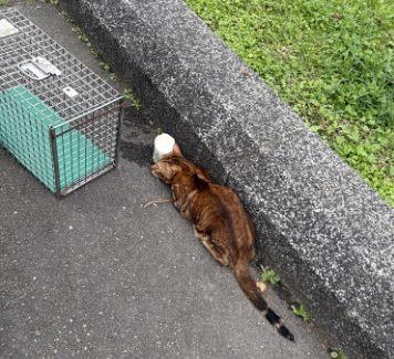 202604266_動物照