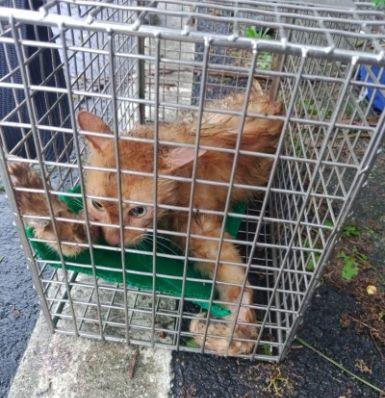 202605388_動物照