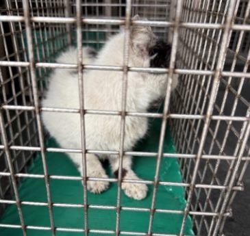 202605418_動物照