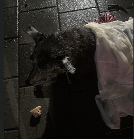202607544_動物照