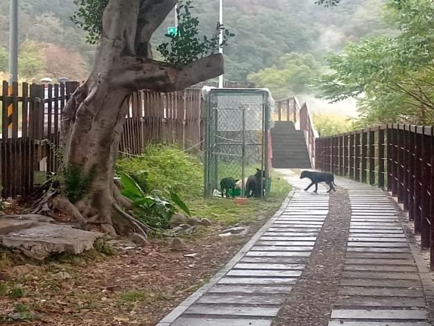 41-臺北市首次全面推動街犬絕育防疫(TNVR)執行計畫使用圍欄捕捉未絕育犬隻情形
