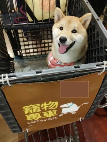 Photo_2_dogs_and_cats_may_be_placed_in_an_animal_trolley_when_shoppin