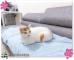 Fig_1_Calico_beauty_Du-Du_waiting_for_new_owner