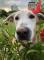 Photo 3. TCAPO provides free adoption and a number of benefits (MoMo, a sheltered dog)