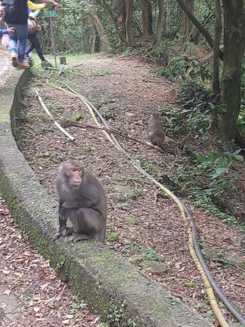 Photo 5 Volunteer teachers encountering a group of macaques while guiding hikers near Macao roads