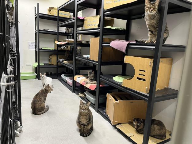 Figure 2. Cat housing space after renovation