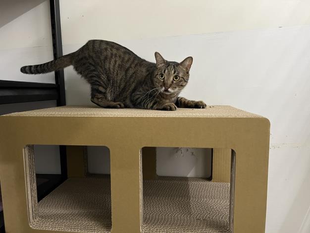 Figure 3. “Qingye” from Cat House 4 is currently awaiting adoption