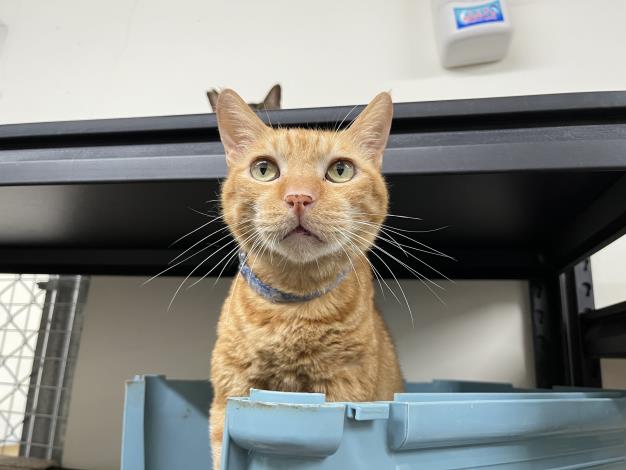 Figure 2. Former shelter favorite Fenda has now found a warm and loving home