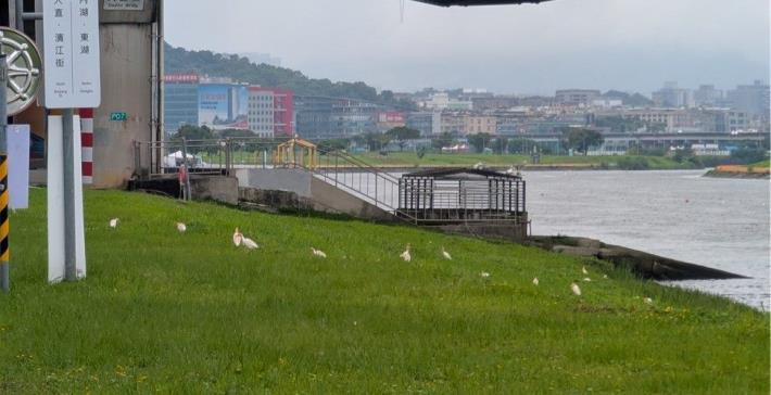 Figure 3. Following the Removal of the Invasive Egyptian Sacred Ibis, Native Yellow Bitterns Freely 