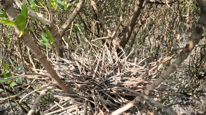 Figure 2. Egyptian Sacred Ibis Nest Made of Twigs, Showing No Presence of Birds or Newly Laid Eggs