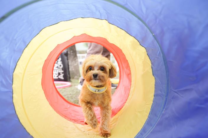 Figure 6. Dogs happily take part in the “Pawsome Mini Journey” interactive challenge
