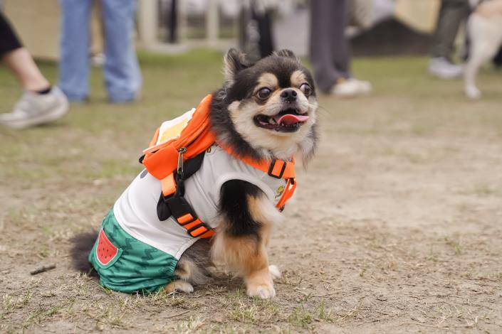 Figure 4. Participants who complete the challenge games and check in can receive a NT$200 pet outing gift pack